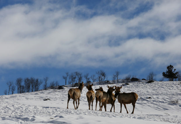 Elk Brucellosis Study